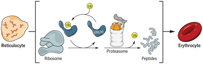 红细胞末分化期间 UBE2O会重建蛋白质组