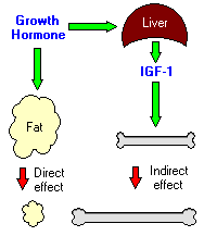 联科推荐：人Growth Hormone ELISA检测试剂盒
