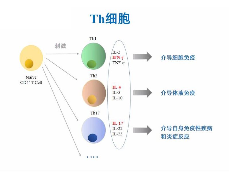 Read more about the article 【视频】Th1/Th2检测操作演示
