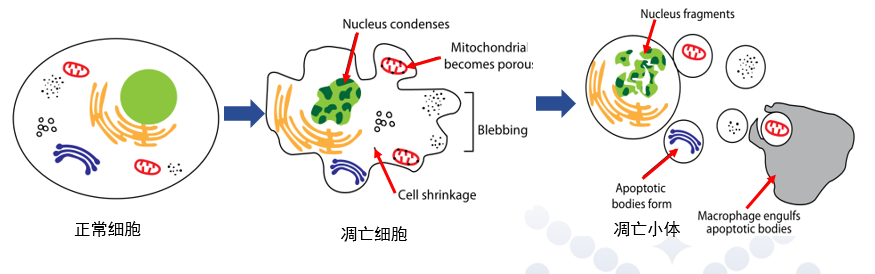 肿瘤细胞凋亡图片