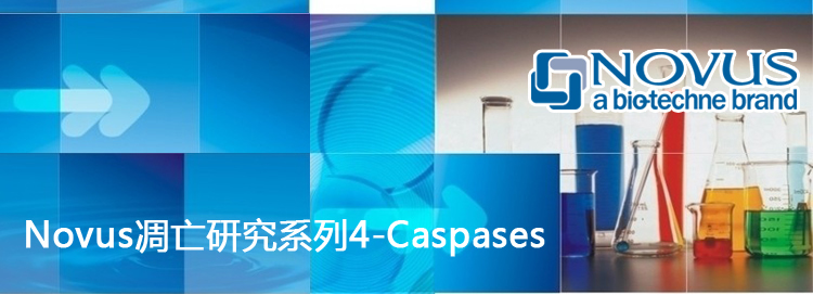 Novus凋亡研究系列4—Caspases