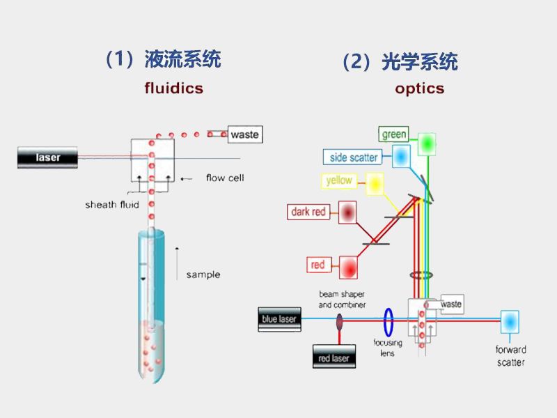 Read more about the article 3. 流式细胞术知识分享 一 仪器篇