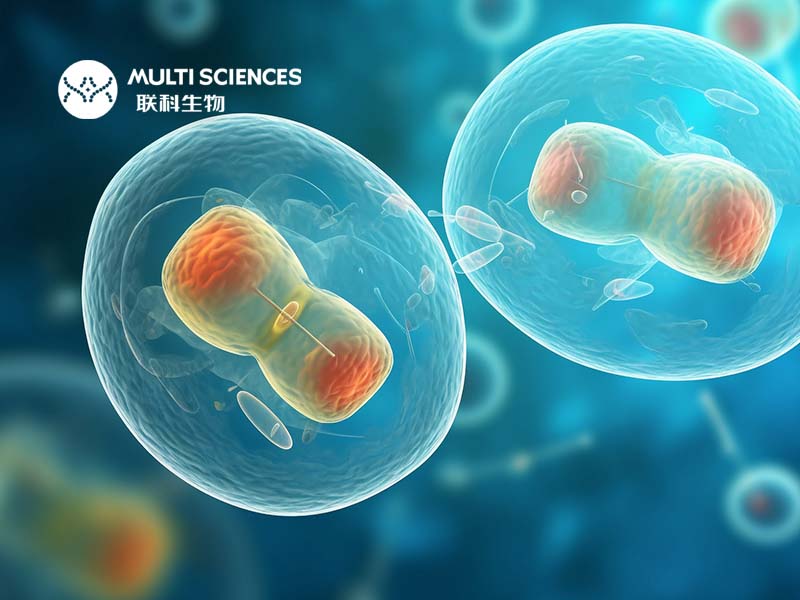 Read more about the article 论文分享(29) | 脾成纤维网状细胞新功能发现—促进脂质代谢和B细胞分化