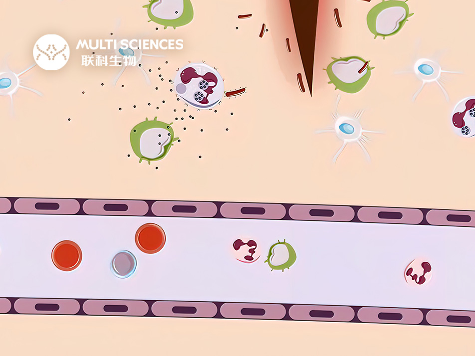 Read more about the article 论文分享丨CCL20助力自身免疫性皮肤疾病研究