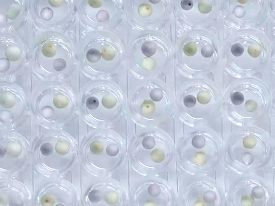 流式细胞术：细胞凋亡实验详解 - 联科生物