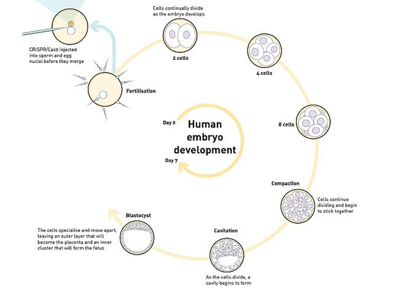 Read more about the article CRISPR 基因组编辑应用于人类早期胚胎发育