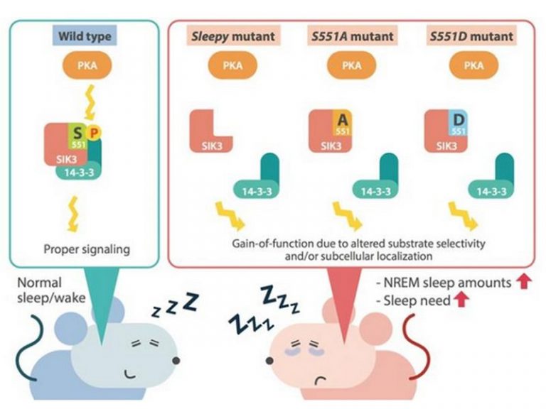 肿瘤坏死因子（TNF）：TNF-α&TNF-β - 联科生物