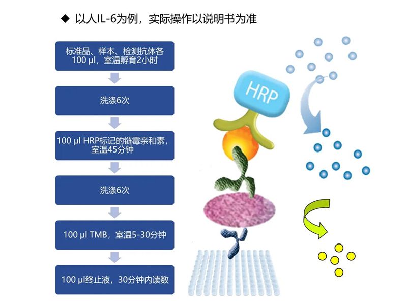 Read more about the article ELISA通关必备