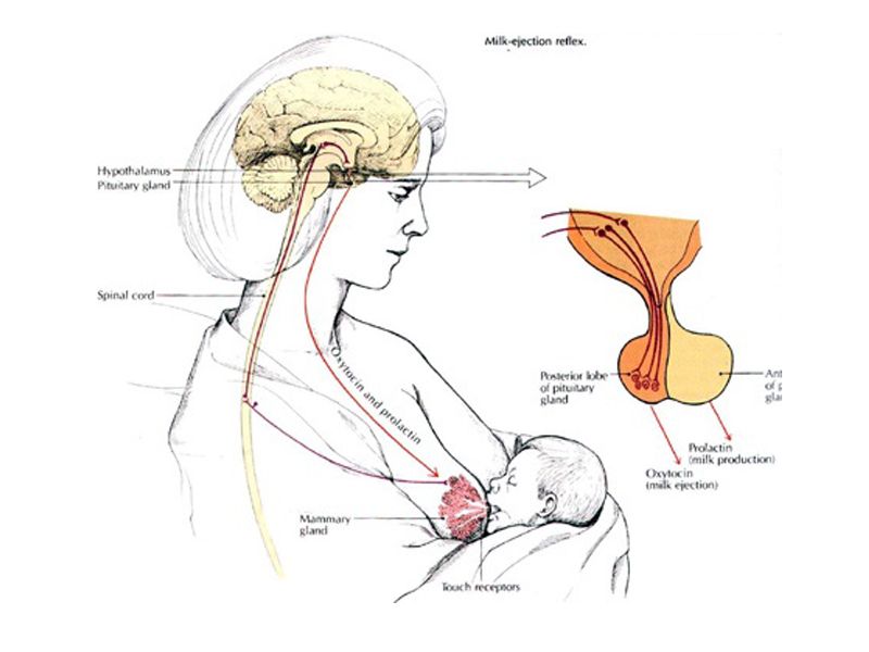 Read more about the article Human PRLR检测试剂盒联科Elisa试剂盒推荐