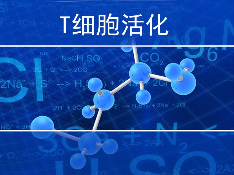 Read more about the article T细胞活化与极化检测系列:T细胞活化