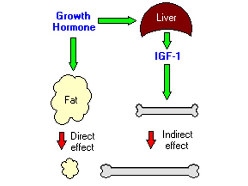 Read more about the article 联科推荐：人Growth Hormone ELISA检测试剂盒