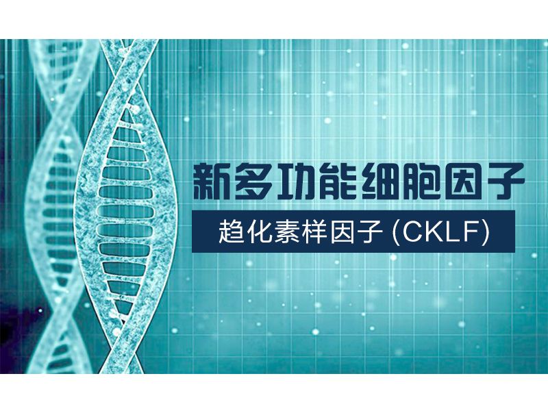 Read more about the article 新多功能细胞因子 趋化素样因子(CKLF)