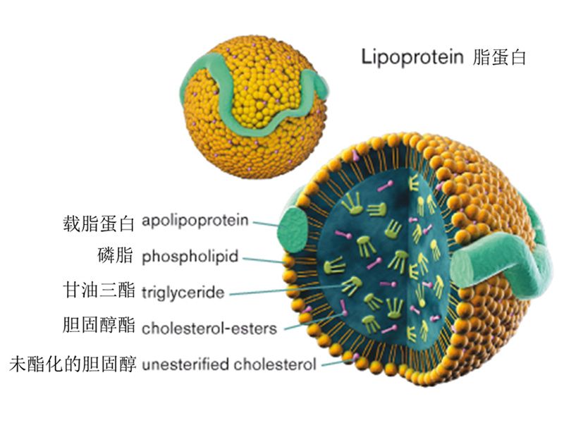 Read more about the article ELISA系列 | 载脂蛋白(Apolipoprotein)