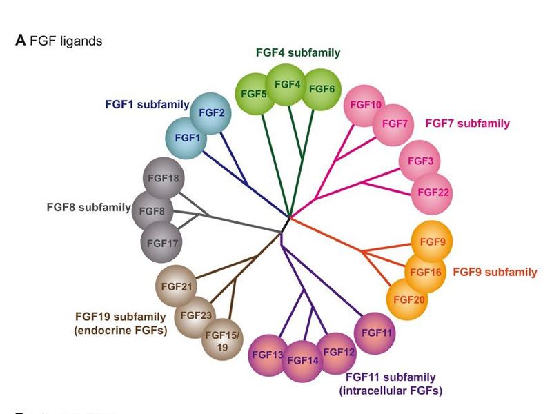 Read more about the article ELISA系列 | 成纤维细胞生长因子FGF家族