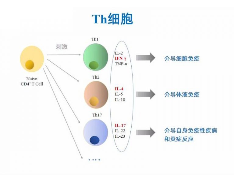 Tnaive/Tcm/Tem细胞知多少 - 联科生物