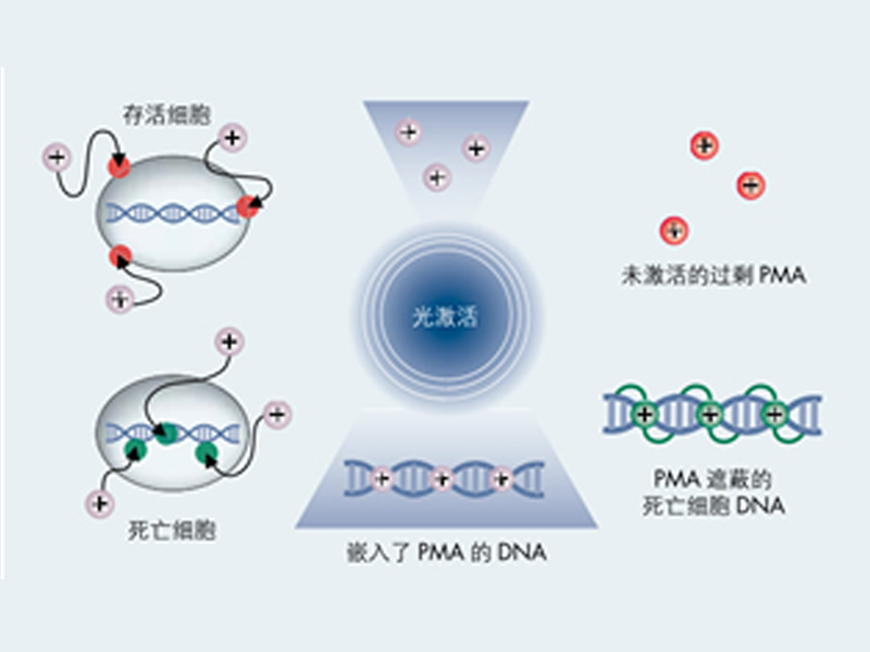 Read more about the article 活菌PCR技术工作原理-QIAGEN微生物研究
