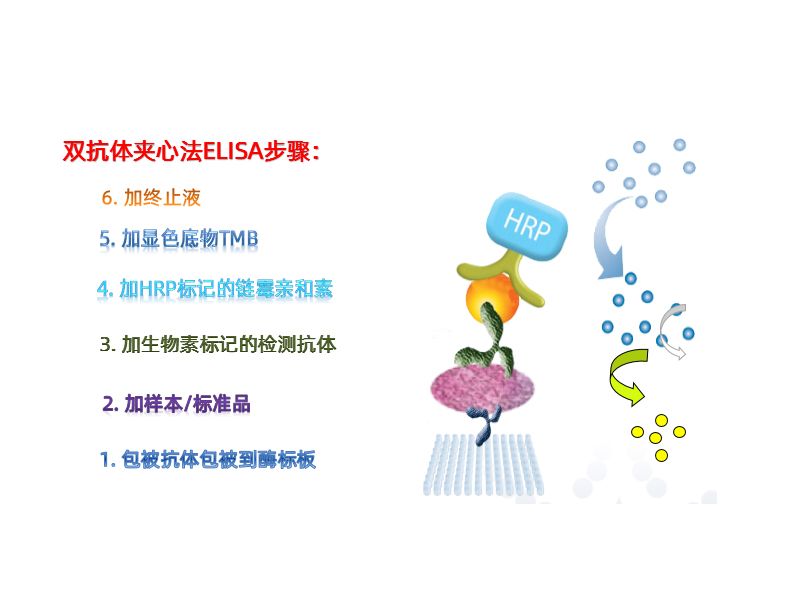 Read more about the article ELISA操作注意事项—我知！你知？