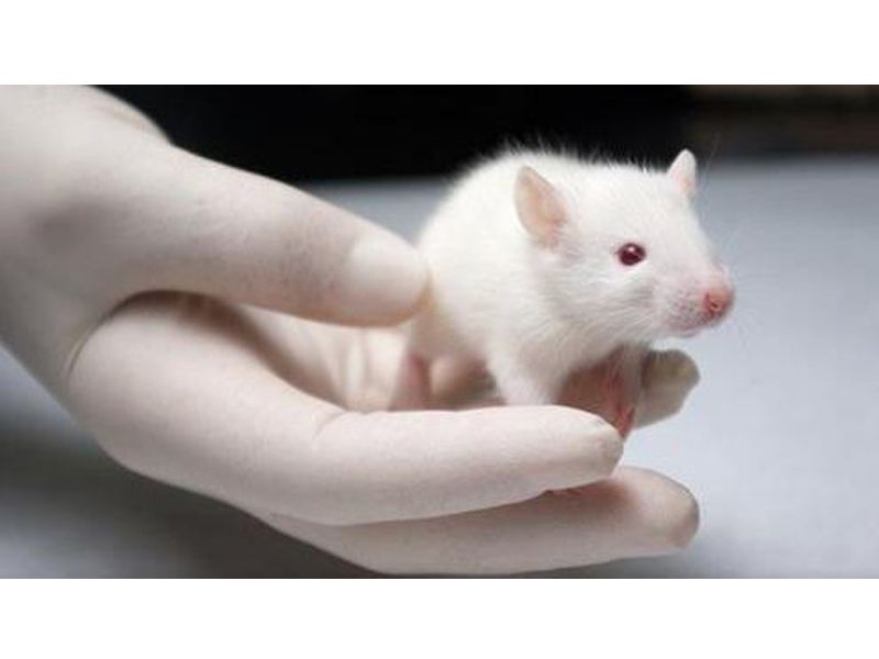 Read more about the article 小鼠脾脏T细胞和人PBMCs 的体外T细胞活化