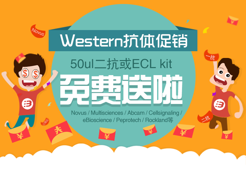 Read more about the article Western blot抗体大促销：ECL或二抗免费送啦