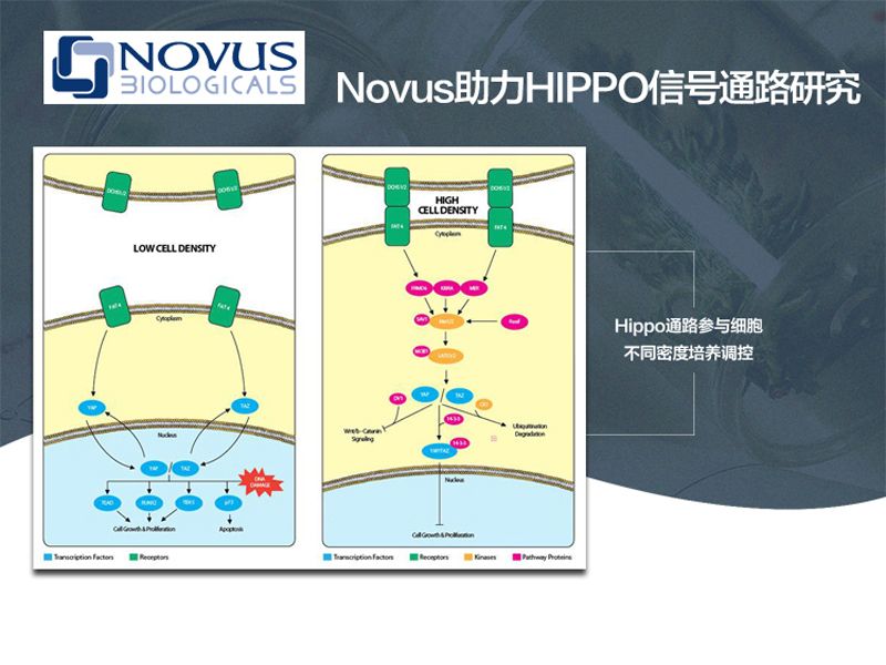 Read more about the article Novus助力HIPPO信号通路研究